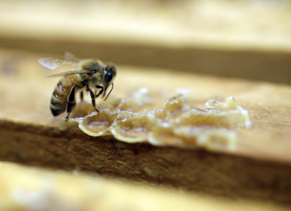 FILE - In this July 16, 2014, file photo, a bee works on a honeycomb the Gene Brandi Apiary in Los Banos, Calif. A widely used agricultural pesticide that California environmental officials have said has been linked to brain damage in children will be banned after next year under an agreement reached with the manufacturer, state officials announced Wednesday, Oct. 9, 2019. The pesticide is used on numerous crops in the nation's largest agriculture-producing state, including alfalfa, almonds, citrus, cotton, grapes and walnuts. (AP Photo/Marcio Jose Sanchez, File)