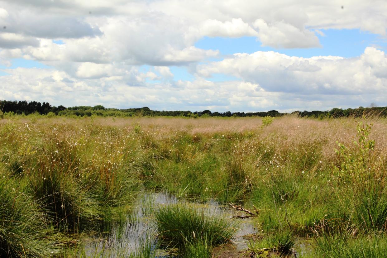 Lowland peat restoration with marshy plants and water