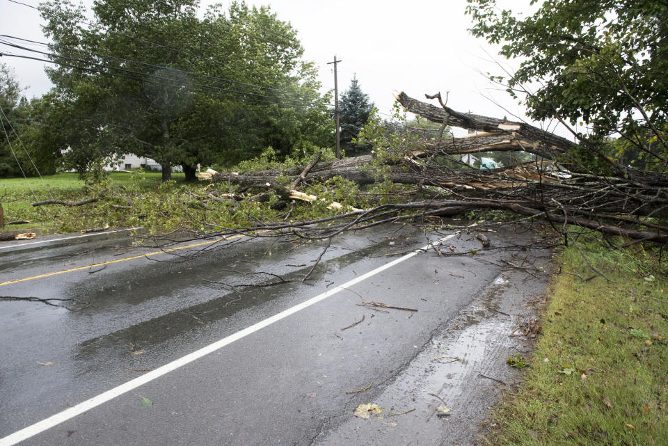 A downed tree lays across in Fredericton, N.B. on Saturday, Sept. 16, 2023. Severe conditions were predicted across parts of Massachusetts and Maine, and hurricane conditions could hit the Canadian provinces of New Brunswick and Nova Scotia, where the storm, Lee, downgraded early Saturday from hurricane to post-tropical cyclone, was expected to make landfall later in the day. (Stephen MacGillivray /The Canadian Press via AP)