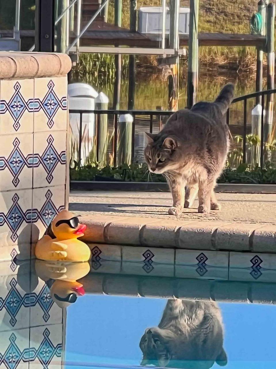 A cat looks at a rubber duck floating in a pond