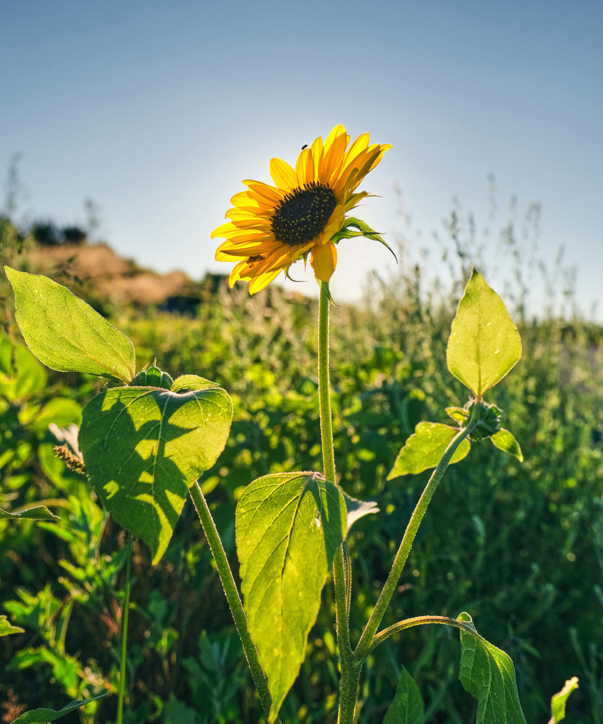 Monty Don’s sunflower tips