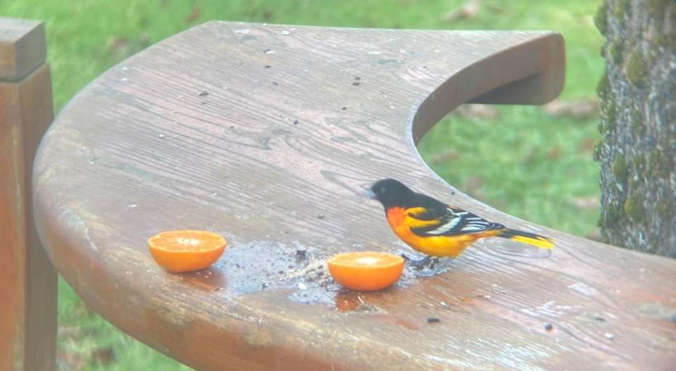 Apricot the Baltimore oriole feasts on orange slices. He was first spotted in the Barss family's Dartmouth, N.S., backyard in November 2023. (Emma Barss/Facebook - image credit)