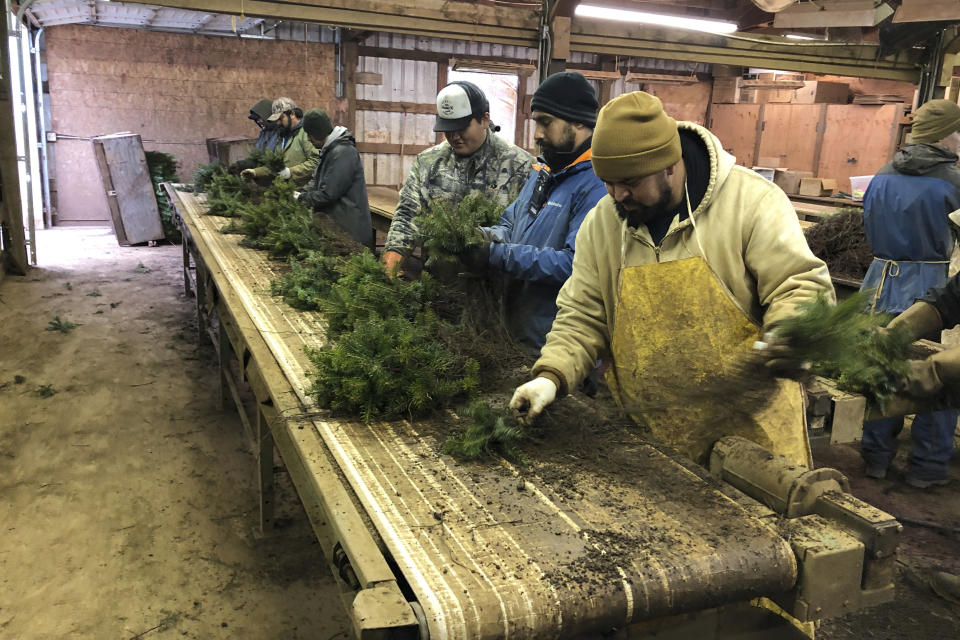 En esta fotografía del 5 de diciembre de 2019, unos trabajadores ordenan las plántulas de árboles de Navidad en Hupp Farms, en Silverton, Oregon. (AP Foto/Andrew Selsky)