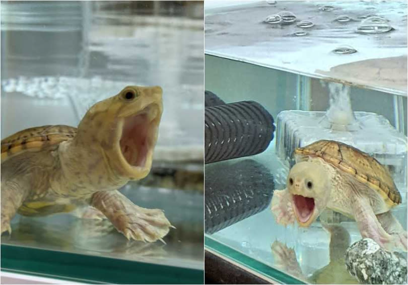 水缸中的寵物龜一見到鏡頭，瞬間睜大雙眼、張開嘴巴，表情十分浮誇。（圖／翻攝自「Yakyu147Ab」推特）