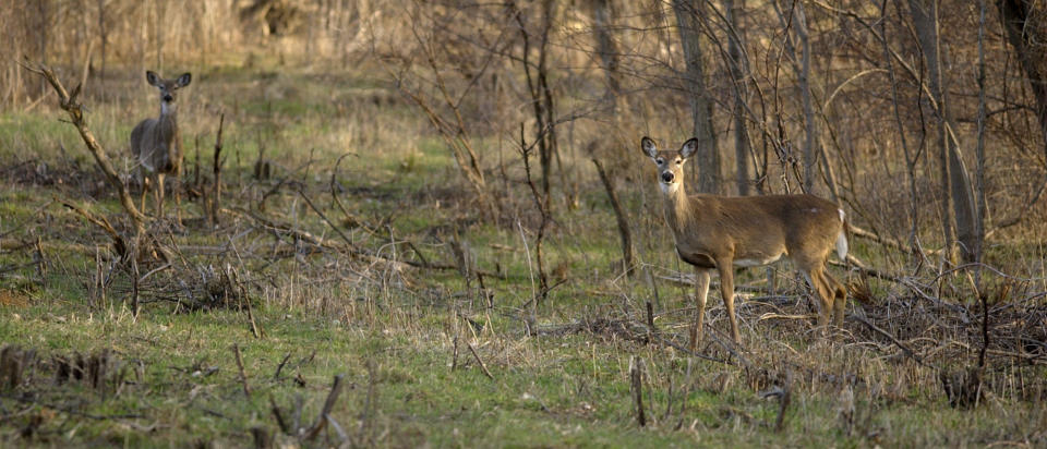 Authorities are urging hunters to take extra precautions to minimize potential exposure to the disease while handling deer carcasses. (Photo: ASSOCIATED PRESS)