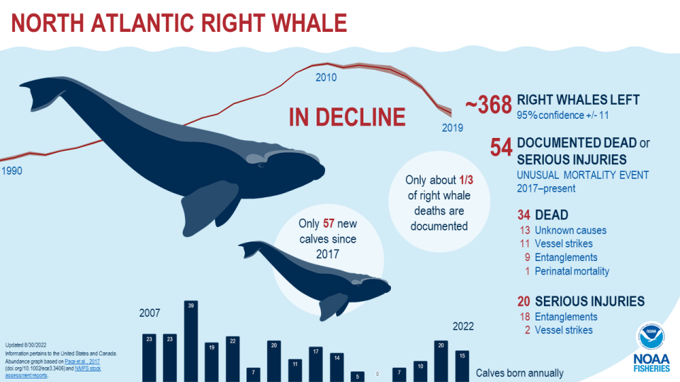 A National Oceanic and Atmospheric Administration infographic outlines the plight of North Atlantic right whales.