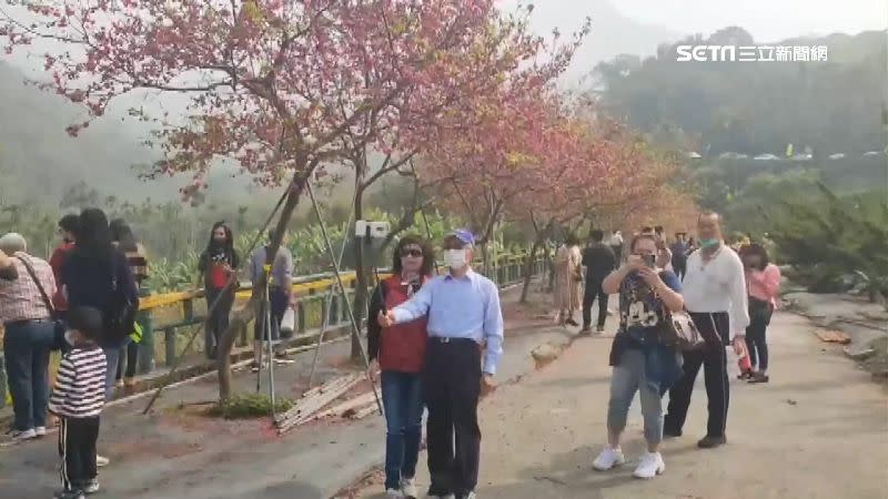 遊客拿起相機邊拍櫻花邊自拍。