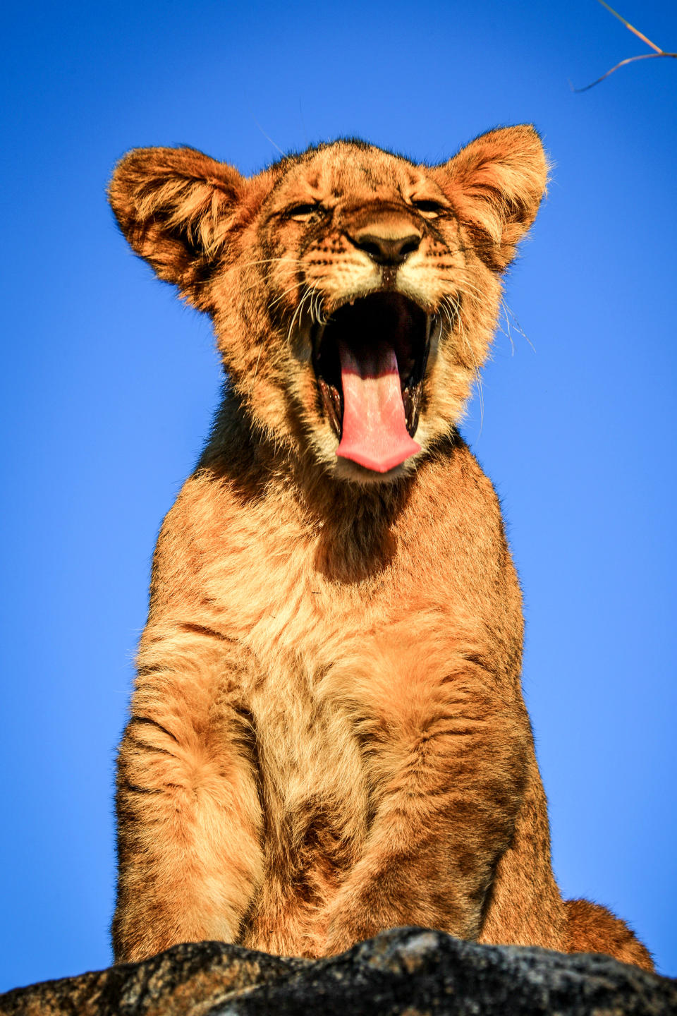 A lion cub sings its heart out. (Photo: David Jenkins/ Caters News)