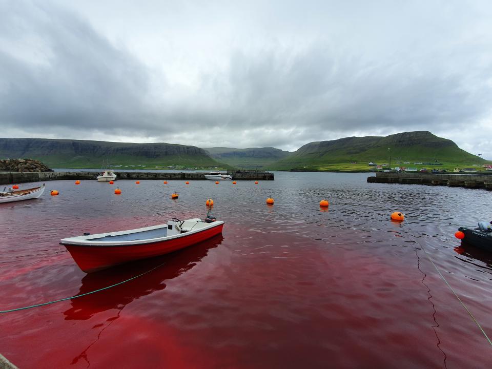 Faroe Islands waters turn red after butchering of dolphins. Source: Sea Shepherd