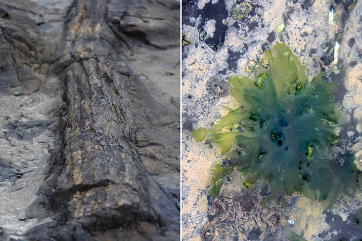 A petrified tree trunk (left) and the occasional green ‘blossoms’ of algae (right)