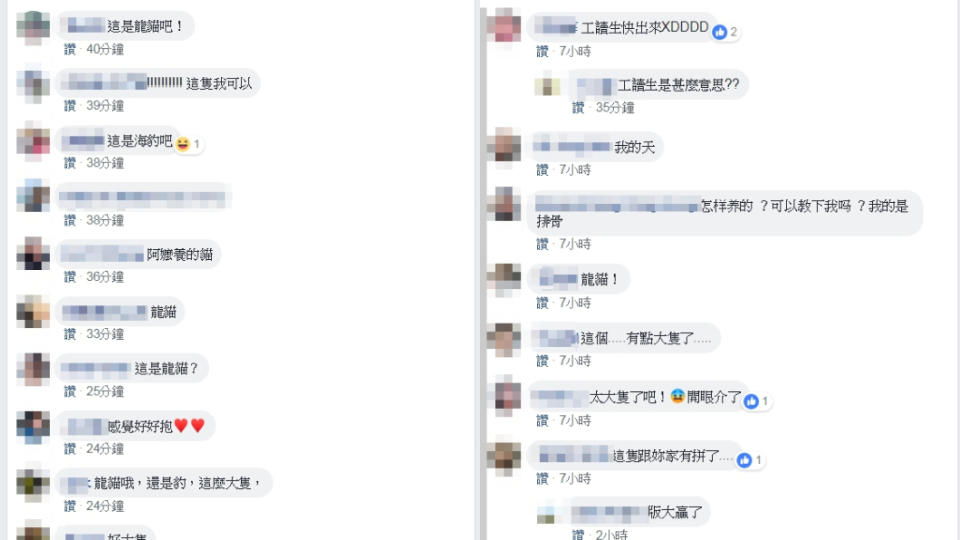 這張照片引起網友熱烈討論。圖／翻攝自貓咪也瘋狂俱樂部