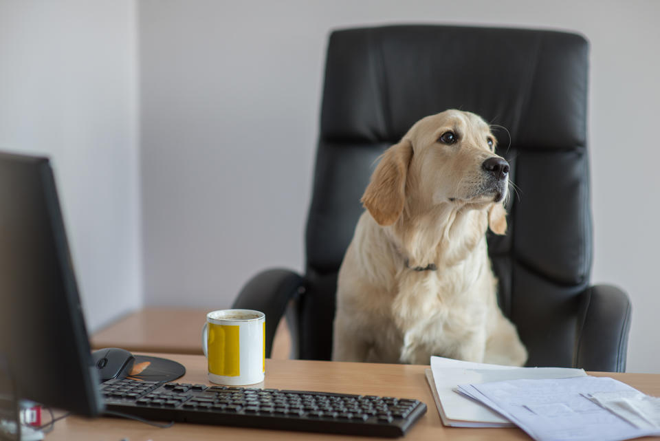 ¿Un perro alcalde? Foto: Zelma Brezinska / EyeEm / Getty Images