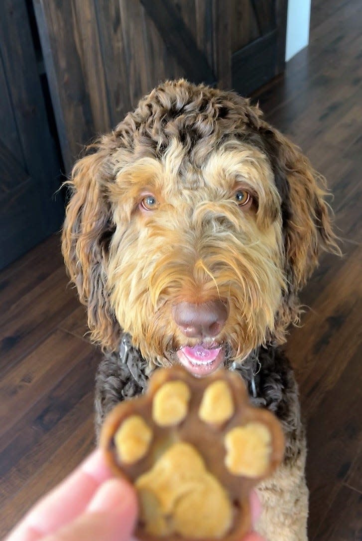 Solsen, a 1-year-old Bernedoodle, anticipates a Pupcakery treat.