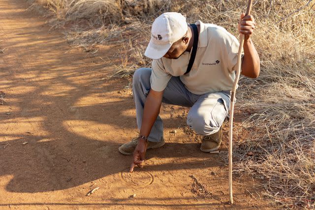 <p>Marie Schmidt/Courtesy of EcoTraining</p> Tracker Morris Chovede examines a leopard pawprint during an EcoTraining habituation course.