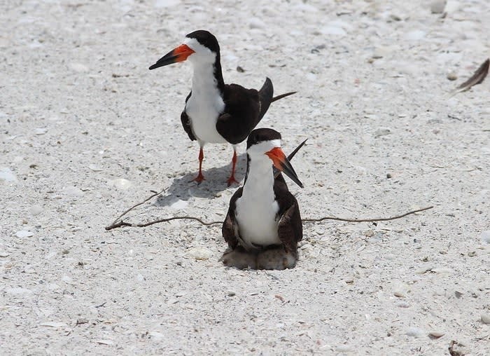 FWC said keep your distance from birds on the beach or on the water. If birds become agitated or leave their nests, you are too close. Disturbance can cause birds to abandon their nesting sites, which exposes their eggs and chicks to predators, sun exposure and other harm. Because shorebirds and seabirds build well-camouflaged shallow nests out of sand and shells on beaches, their nests, eggs and chicks are vulnerable to being stepped on unless people look out for them. Wading birds, such as herons and egrets, and pelicans also are nesting now on mangroves and tree islands.