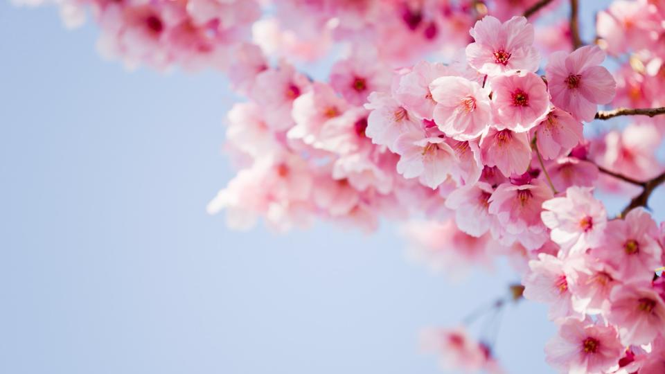 Cherry blossoms against a blue sky