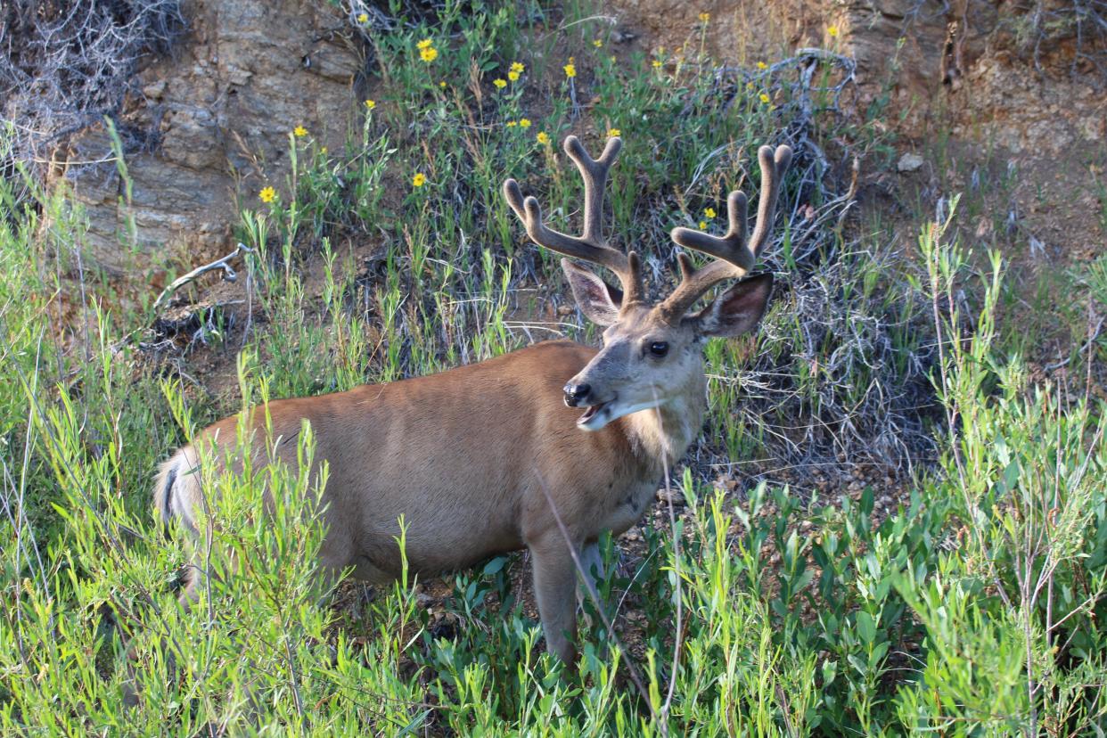 Mule deer seem to be more susceptible to chronic wasting disease than white-tailed deer, according to biologists. Oklahoma has mule deer in the far western parts of the state.