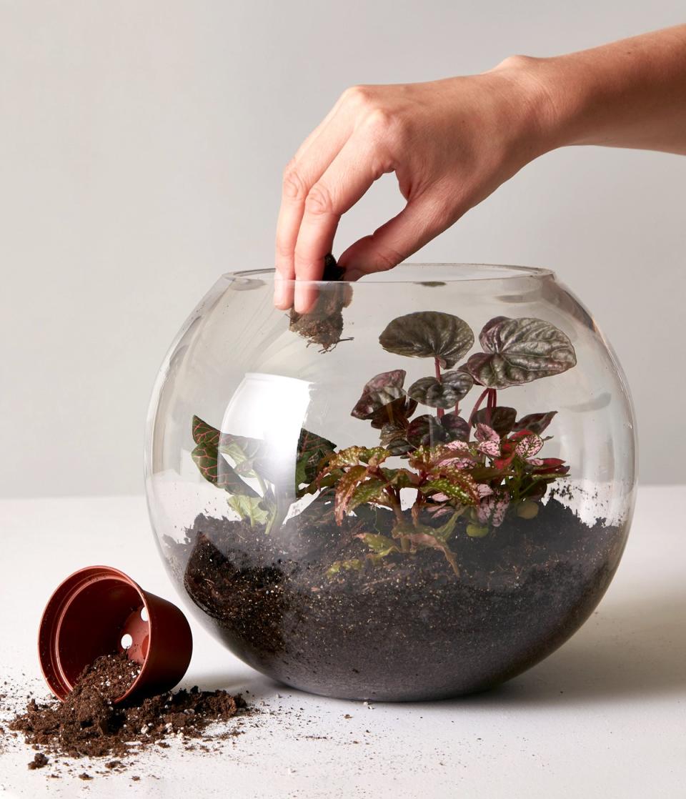 Placing plants in a terrarium