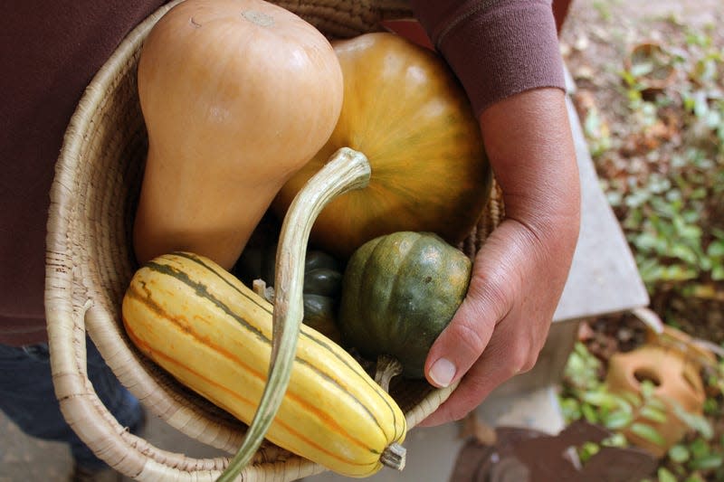 Winter squash