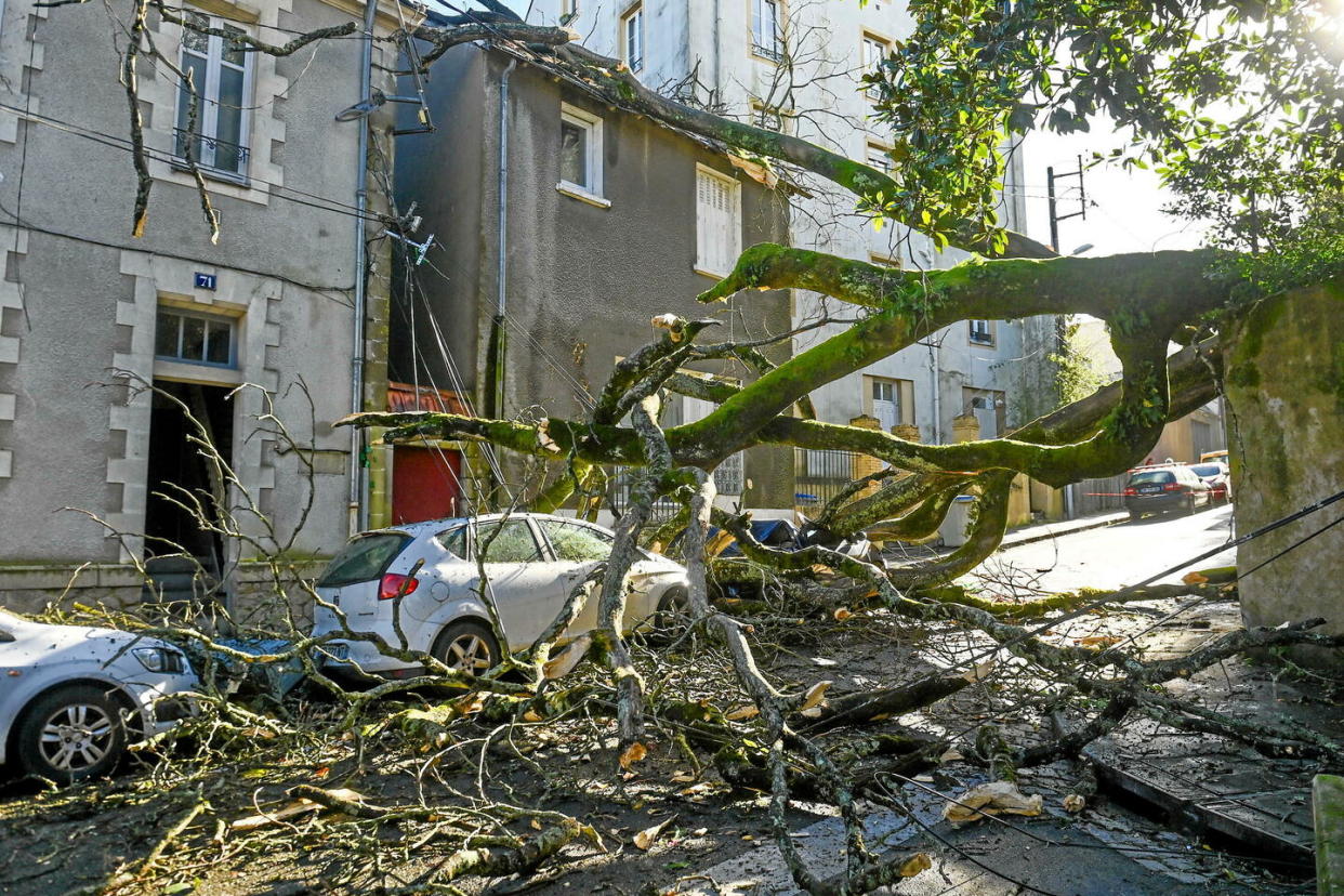 Un arbre centenaire est tombé, jeudi, sur des toitures de maison et voiture à Nantes lors du passage de la tempête Louis.   - Credit:Franck Dubray / MAXPPP / PHOTOPQR/OUEST FRANCE/MAXPPP