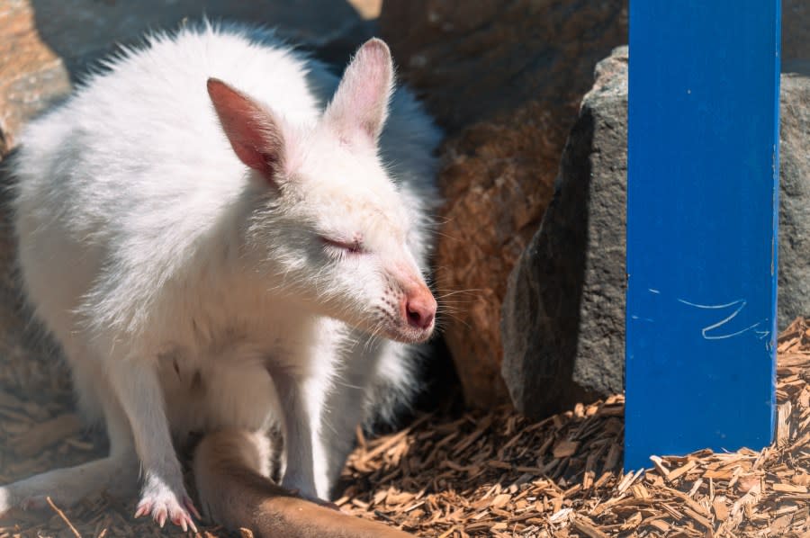 Marshmallow, an albino red-necked wallaby at the Denver Zoo (Credit: Denver Zoo)