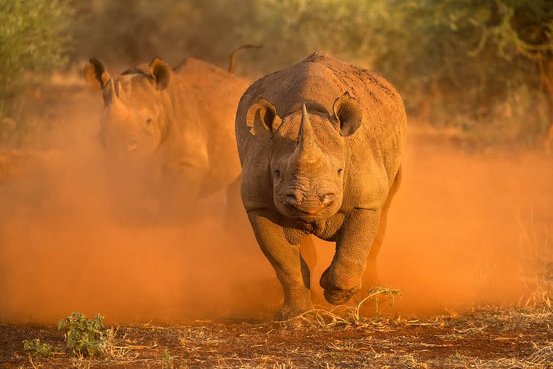 Black rhinos running at full pelt in South Africa.