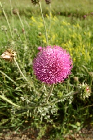 Canada thistle weed with pink bloom