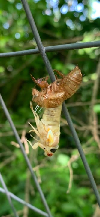 Murfreesboro cicadas