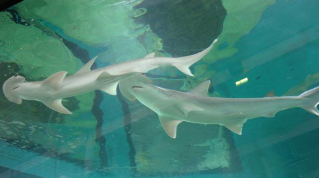 Bonnethead Shark, Online Learning Center