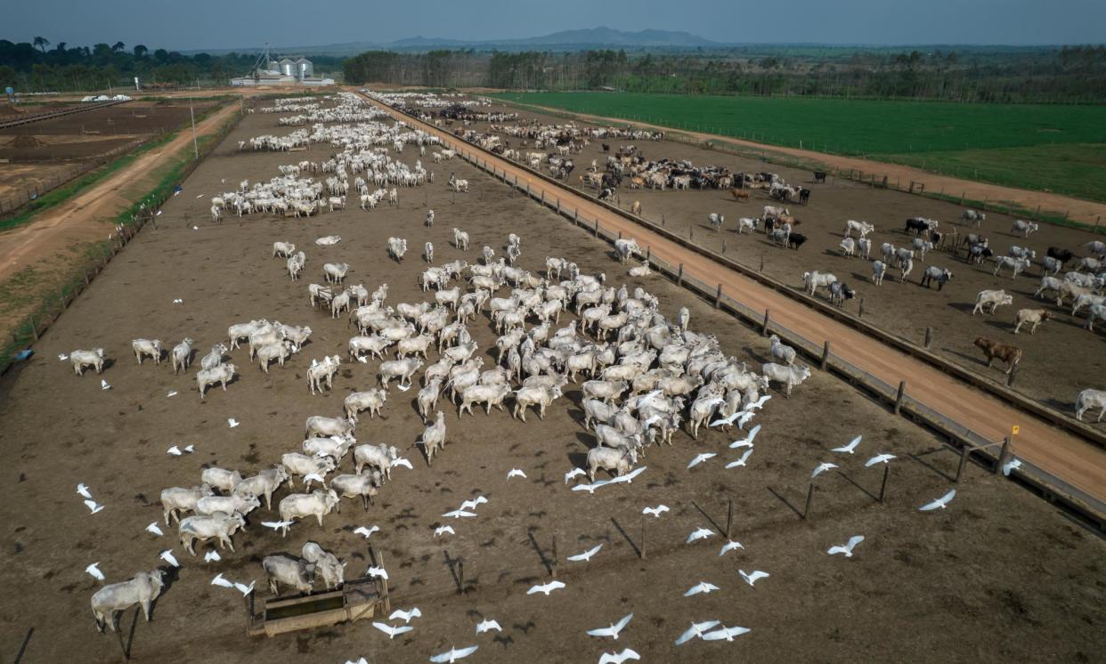 <span>Cattle on a farm in Pará state, Brazil. The case is the largest civil prosecution for climate crimes in Brazil to date and the start of a legal push to repair and deter damage to the rainforest.</span><span>Photograph: Bloomberg/Getty</span>