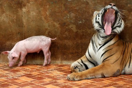 A tiger yawns next to a piglet at the Sriracha Tiger Zoo, in Chonburi province, Thailand, June 7, 2016. REUTERS/Chaiwat Subprasom