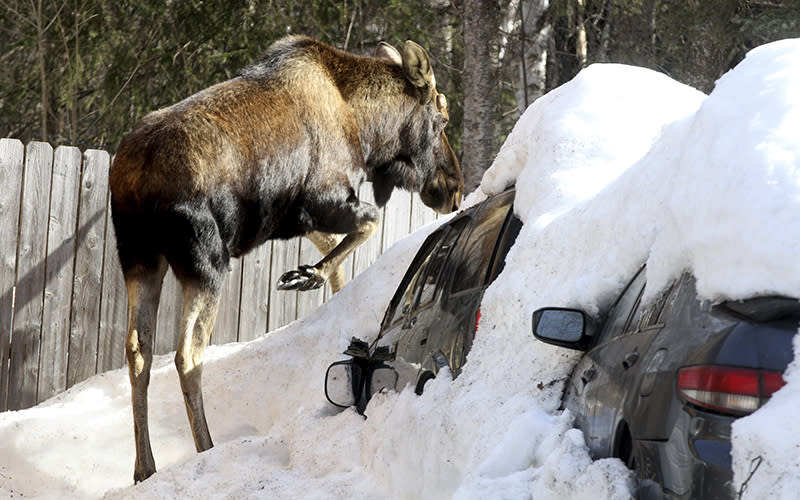 A bull moose steps onto the hood of a vehicle covered in snow