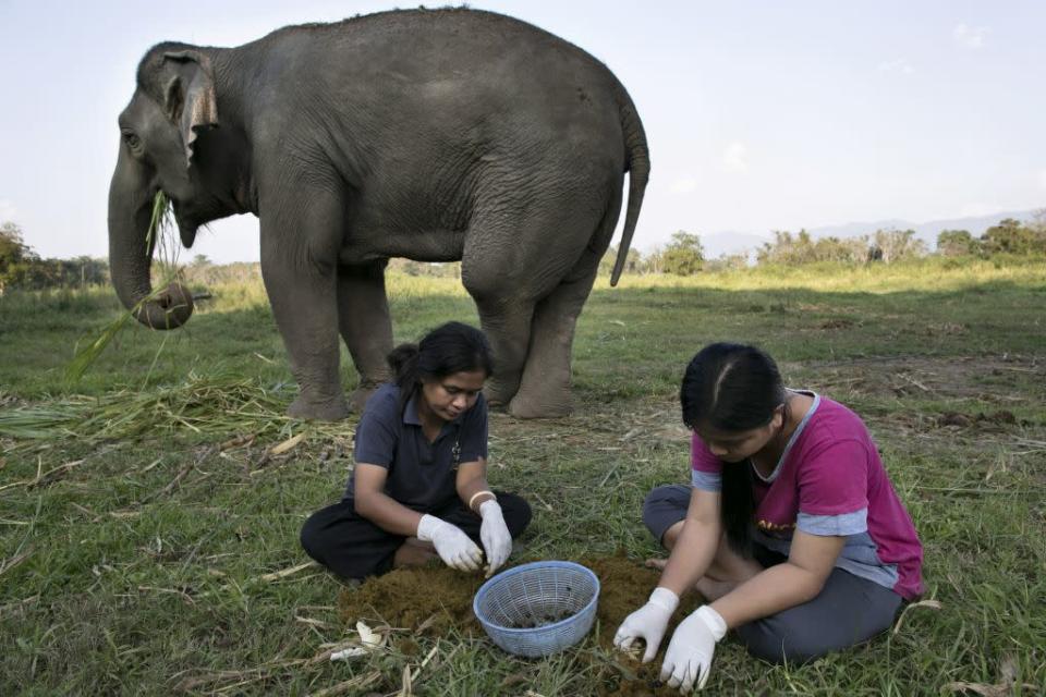 Mahout's wives Niang (L) and Lynda (R) pick out coffee beans from elephant dung at an elephant camp at the Anantara Golden Triangle resort in Golden Triangle, northern Thailand.