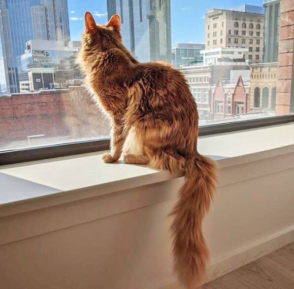 cat sitting in window sill looking out at the city from the 21c Museum Hotel Nashville