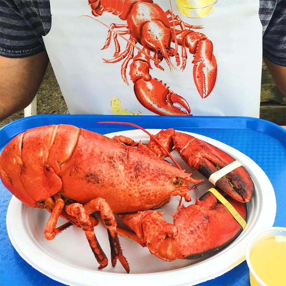 4) Live 1.5 lb Lobster - 4 Pack