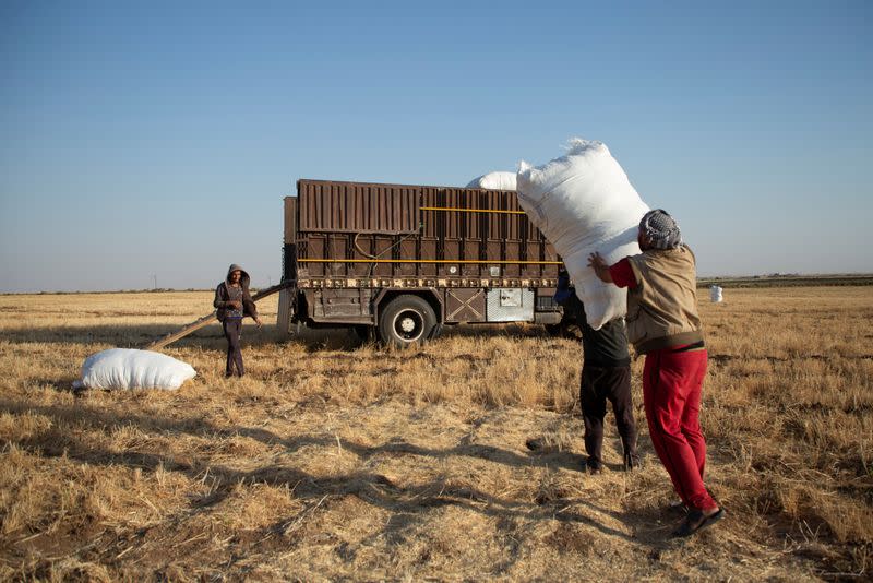 Workers carry a sack of hay to load it into a truck at a field in Qamishli countryside