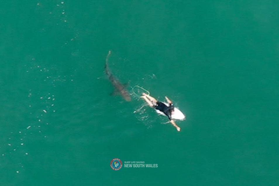 A shark swims close to World championship tour surfer Matt Wilkinson World at Sharpes Beach, New South Wales: via REUTERS