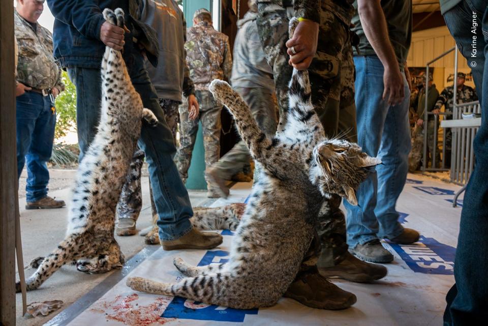 Karine Aigner, Winner, winner of the Photojournalist Story Award category, documents the annual hunting competitions in Texas. There are a number of prizes, one of which is for the heaviest bobcat. In 2022 the winner of that category took home $35,530.