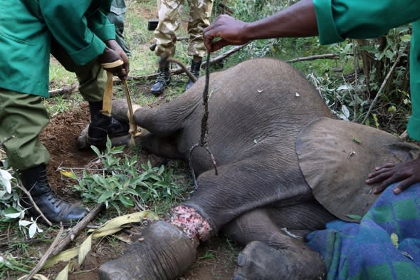 World Elephant Day: Baby rescued after horrific poaching attack