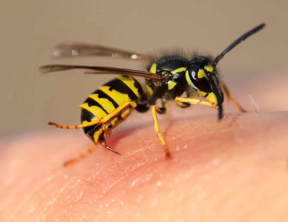 Um Wespenstiche zu vermeiden, lauten beispielsweise die Empfehlungen des NABU (Naturschutzbund Deutschland): Lebensmittel im Freien abdecken, vor allem auch süße Getränke, hektisches Fuchteln vermeiden und nicht versuchen, die Wespen wegzupusten. Nach dem Essen insbesondere kleinen Kindern den Mund abputzen. (Bild: iStock/Nataba)