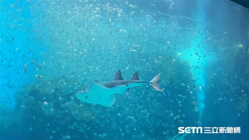 巨型水族箱可以看到壯觀的迴游魚群與鯊魚等海洋生物。（圖／記者馮珮汶攝）