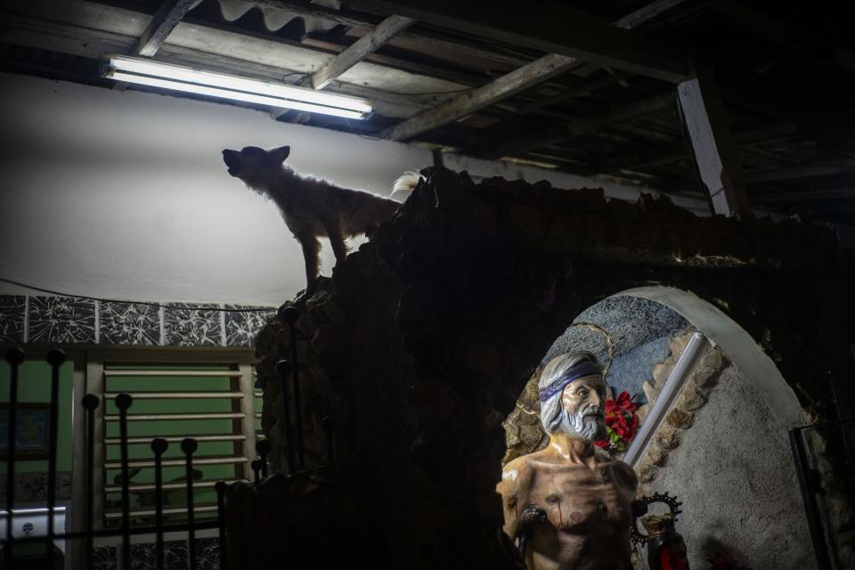 FILE - A dog barks from the top of a niche housing a statue of Saint Lazaro, also known as the Afro-Cuban Yoruba deity Babalu-Aye, in Santiago de las Vegas, Cuba, Dec. 16, 2019. More than 60% of Cuba’s 11 million people are baptized Catholic, according to the church. But experts estimate that as many, or more, also follow Afro-Cuban traditions such as Santeria that intermingle with Catholicism. (AP Photo/Ramon Espinosa, File)
