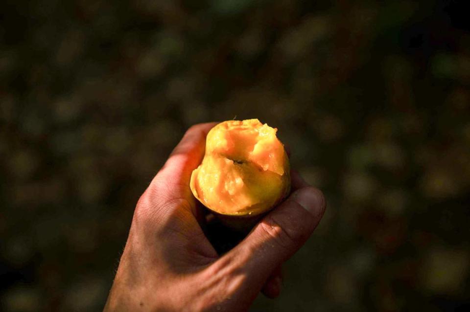 The cross section of a ripe pawpaw is shown here.. The flesh of a pawpaw has a custard like consistency and resembles the flavor of a banana, mango, and pineapple combined. Zachary Linhares/zlinhares@kcstar.com