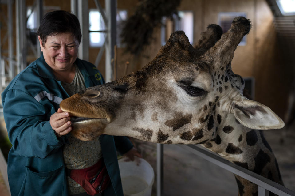 Zoo worker Svitlana Shmaldii feeds a giraffe at Mykolaiv Zoo, Ukraine on Wednesday, Oct. 26, 2022. "I go to work at the Zoo every day, despite the sirens and the sounds of explosions, it's scary, but who will look after the animals?" Svitlana said to the Associated Press. (AP Photo/Emilio Morenatti)