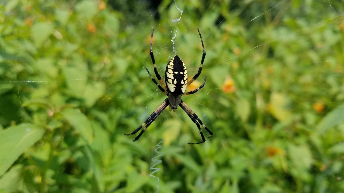 black-and-yellow garden spider