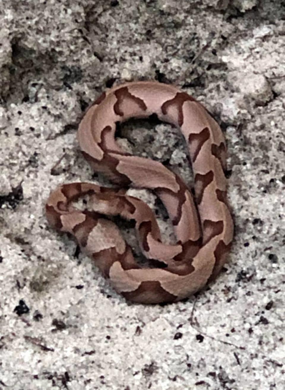 This large copperhead snake was spotted by Theresa Westerman in her backyard. Theresa Westerman