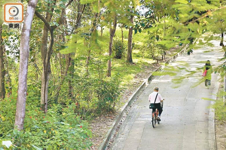 不少大樹位於行人路邊、斜坡、公園等繁忙地點。（胡家豪攝）