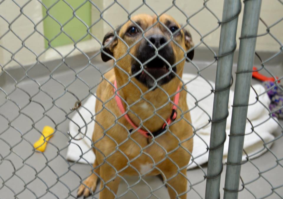 Suga, about 6 years old, got up from a nap Monday to check out a visitor at the Humane Society of Washington County. Suga was one of many large dogs on Monday at the shelter, which has been full for about six weeks. He barked a greeting, like many of the dogs, when people entered the room.