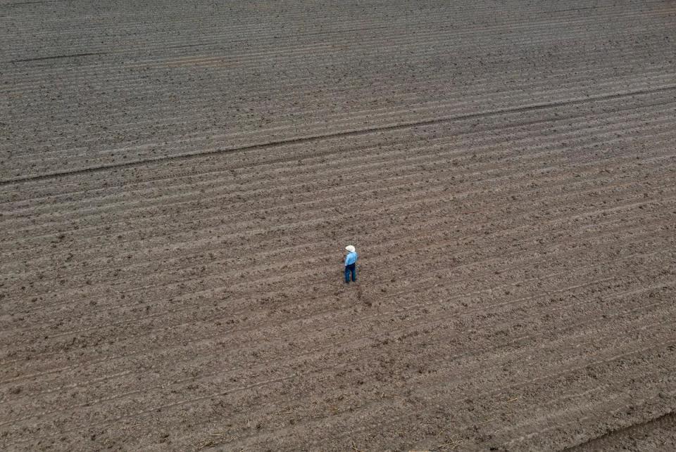 Mike England walks across one of the fields on his farm near Mercedes on April 18, 2024.