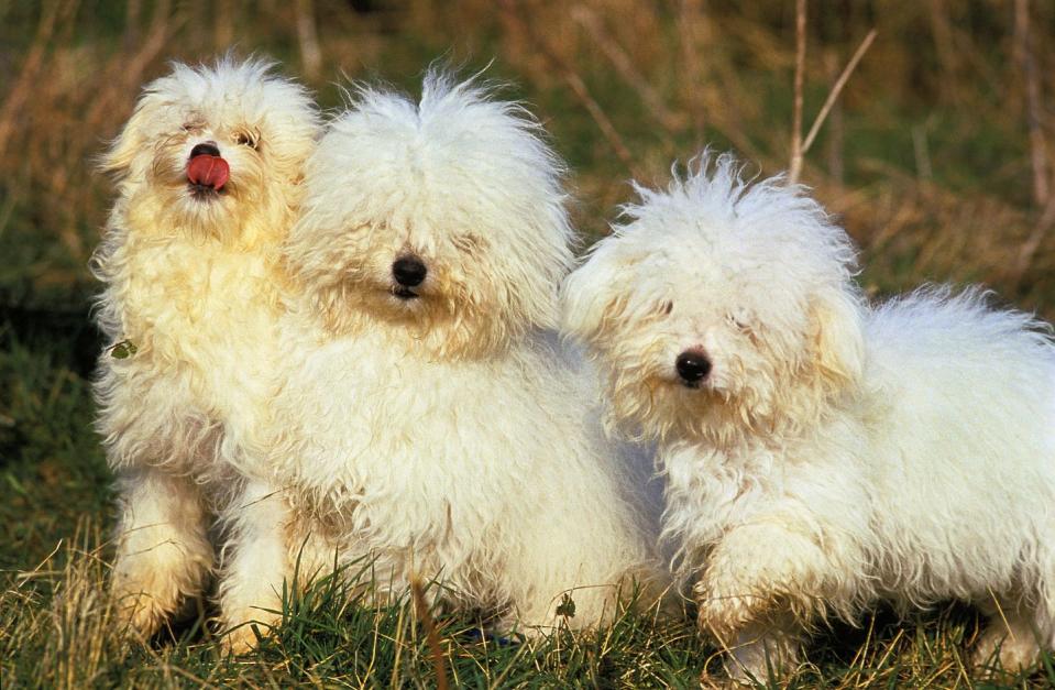 three white, curly haired bolognese dogs standing on grass outside